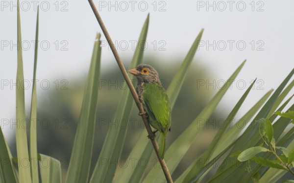 Brown-headed Barbet (Psilopogon zeylanicus) perched on a branch in a tropical garden, Sreepur, Gazipur, Bangladesh