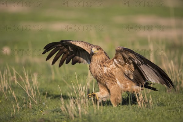 Juvenile Iberian Eagle (Aquila adalberti), Spanish imperial eagle, Extremadura, Castilla La Mancha, Spain
