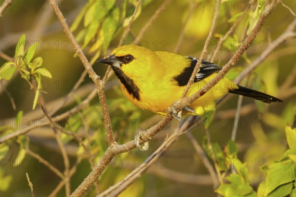 Yellow Oriole (Icterus nigrogularis) perched on a branch in the grasslands of Guyana