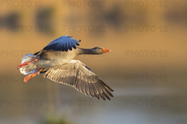 Greylag goose, Anser Anser, flight photo, lateral, Wagbachniederung, Baden-Württemberg, Germany