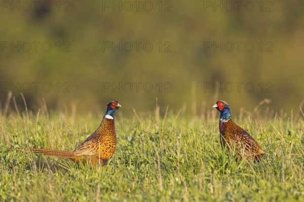 Pheasant (Phasianus colchicus), Faisan de Colchide, Faisan de chasse, Faisán Vulgar, Male, Cock, Tiszaalpár, Kiskunsági National Park, Bács-Kiskun, Hungary