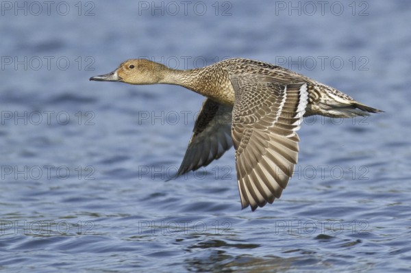 Northern Pintail (Anas acuta) female flying, British Columbia, Canada