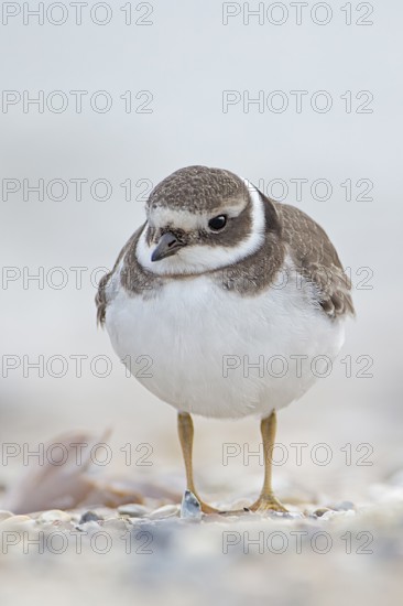 Common Ringed Plover (Charadrius hiaticula) juvenile, Schleswig-Holstein, Germany