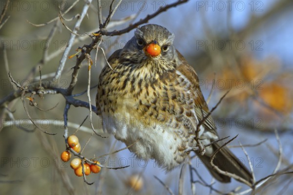 Fieldfare (Turdus pilaris) feeding on berries of Common sea buckthorn (Hippophae rhamnoides), Mecklenburg-Western Pomerania, Germany