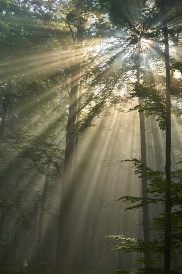 Sunbeams break through the trees of a peaceful forest shrouded in morning light and mist, summer, Spessart, Bavaria, Germany