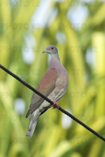 Pale-vented Pigeon Patagioenas cayennensis Quepos, Costa Rica 18 October Adult Columbidae