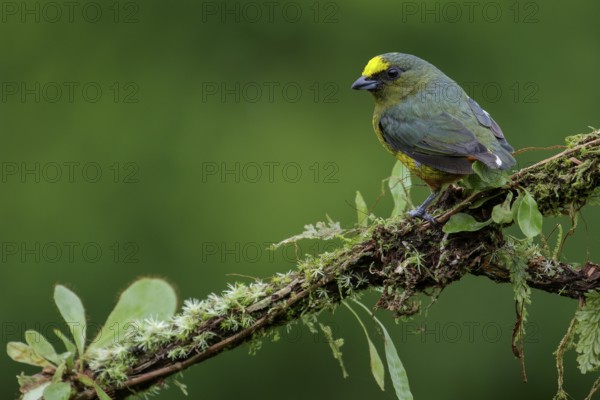 Olive-backed Euphonia (Euphonia gouldi) perched on a branch in Costa Rica