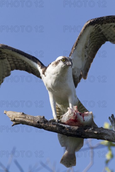 Western Osprey (Pandion haliaetus) feeding on fish prey on a branch, Florida, USA