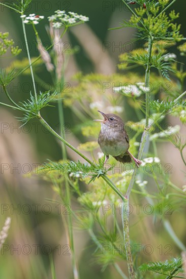 River Warbler (Locustella fluviatilis) singing, Saxony, Germany