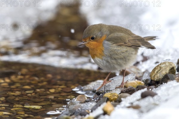 European Robin (Erithacus rubecula) on an snowy creek, Mecklenburg-Western Pomerania, Germany
