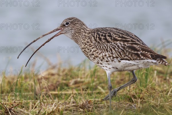 Eurasian Curlew (Numenius arquata), Netherlands
