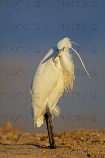 Little Egret, Egretta garzetta, Israel