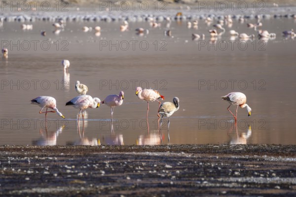 A serene scene of flamingos wading in the tranquil waters of Laguna Grande, Catamarca, Argentina. Their pink hues reflect beautifully in the water, capturing nature's elegance