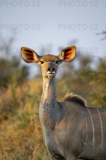 Greater kudu (Tragelaphus strepsiceros) in dry grass, adult female in evening light, alert, animal portrait, Kruger National Park, South Africa