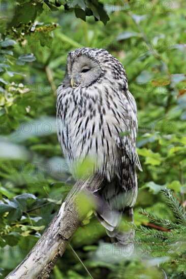 Ural owl (Strix uralensis), captive, Switzerland