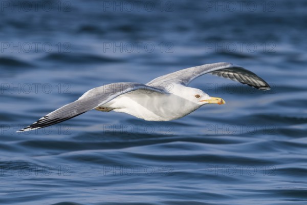Caspian Gull (Larus cachinnans) flying, Eilat, Israel