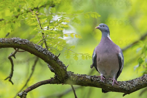 Wood pigeon, animals, birds, pigeon, pigeon family, (Columba palumbus), Pigeon ramier, Mannheim, Baden-Württemberg, Federal Republic of Germany
