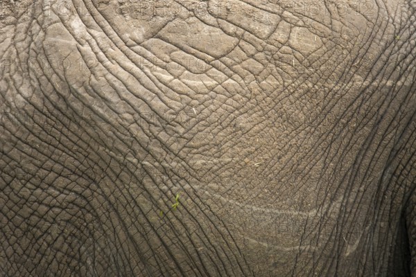 A detailed close-up of elephant skin, highlighting its unique texture and intricate patterns. Captured during a safari in Kenya's Masai Mara, this image showcases nature's artistry