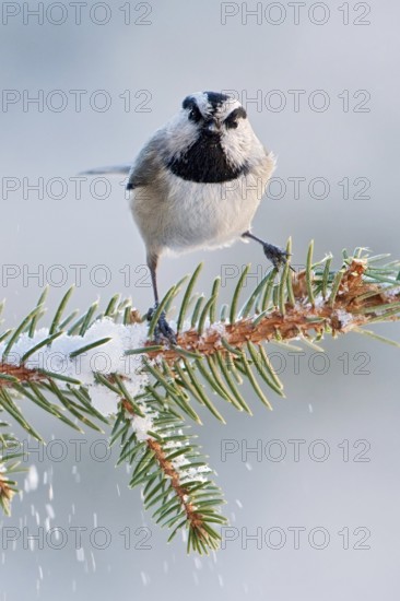 Mountain Chickadee (Poecile gambeli), New Mexico, USA