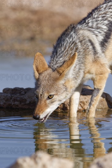 Black-backed jackal (Lupulella mesomelas), adult animal, reflected in the water, drinking at a waterhole, Kgalagadi Transfrontier Park, Northern Cape, South Africa