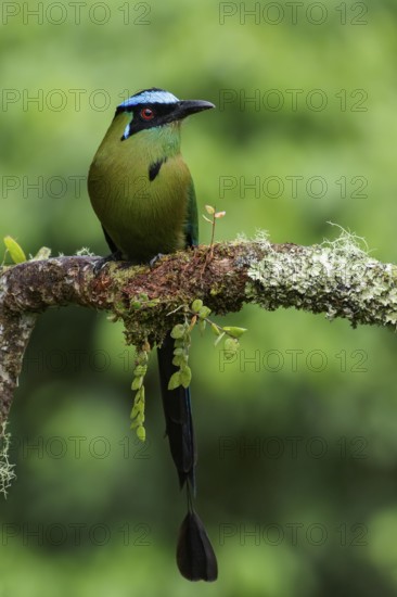 Andean / Highland Motmot (Momotus aequatorialis) perched on a branch in the Andes Mountains of Colombia