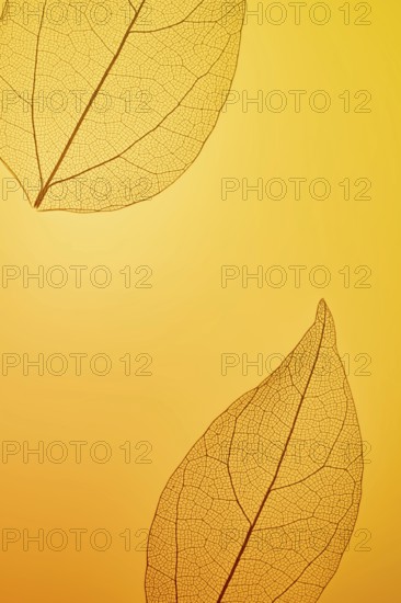 Close-up of intricate leaf skeletons set against a warm amber background. The delicate veining pattern creates a textured, artistic impression, showcasing natureâ€™s detailed beauty