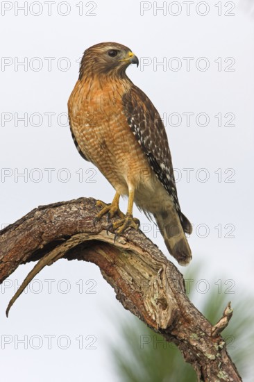 Red-shouldered Hawk (Buteo lineatus), Florida, USA