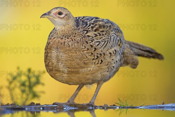 Common Pheasant (Phasianus colchicus) female, Rhineland-Palatinate, Germany
