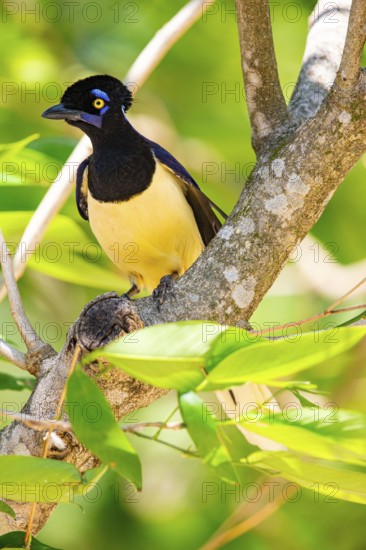 Plush-crested jay (Cyanocorax chrysops) Pantanal Brazil