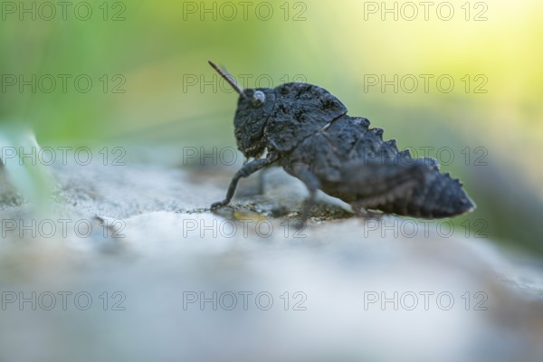 Detailed macro photography of a dark grasshopper belonging to the Pamphagidae family, perched on a rock with a blurred green background
