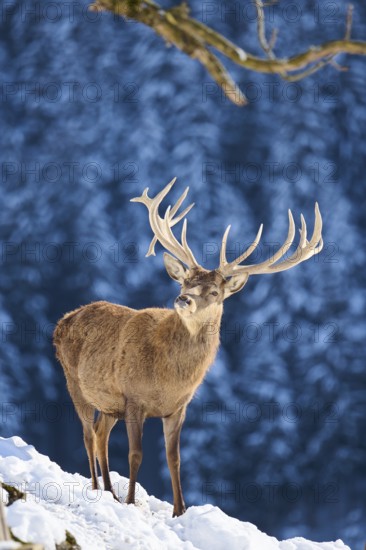Red deer (Cervus elaphus) stag on a snowy meadow in the mountains in tirol, Kitzbühel, Wildpark Aurach, Austria