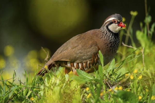 A red-legged partridge stands gracefully amidst vibrant green foliage and yellow flowers, showcasing its distinct plumage and vivid red legs in a serene natural setting