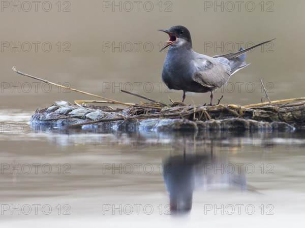 Black Tern (Chlidonias niger) calling, Mecklenburg-Western Pomerania, Germany