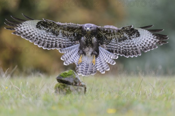 Common Buzzard (Buteo buteo) flying, Lower Saxony, Germany