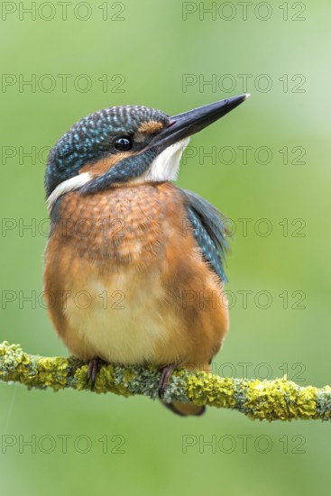 Common Kingfisher (Alcedo atthis) juvenile perched on lichen branch, Saxony-Anhalt, Germany