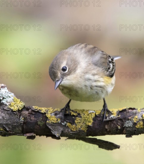 A fall plumage Yellow-rumped Warbler, Setophaga coronata, perched on a branch in the fall in Saskatoon, Saskatchewan