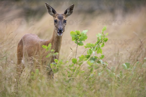 Female roe deer (Capreolus capreolus) in a meadow, grazing on a leaf, feeding, browsing, Vechta, Lower Saxony, Germany