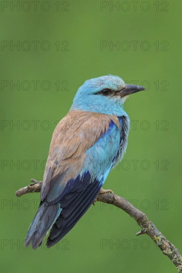 Blauracke, European Roller, Roller, Coracias garrulus, Rollier d'Europe, Carraca Europea, Carraca
