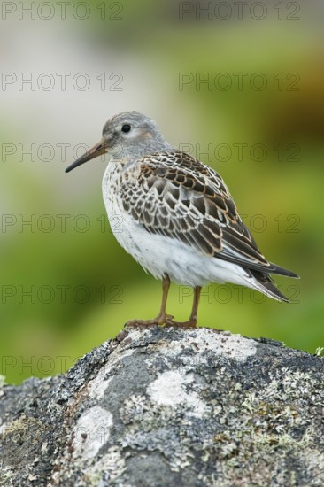 Purple Sandpiper (Calidris maritima), Alaska, USA