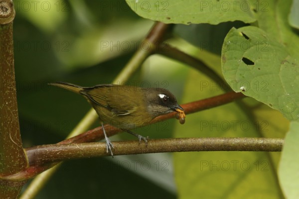 Common Bush Tanager (Chlorospingus flavopectus) perched on a branch, Costa Rica