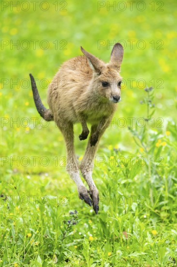Eastern grey kangaroo (Macropus giganteus) on a meadow, Bavaria, Germany