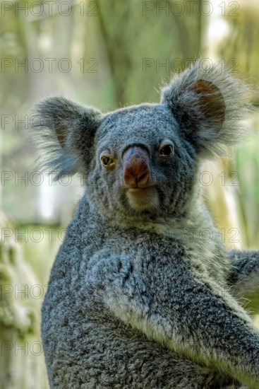 Animal portrait, koala (Phascolarctos cinereus), marsupial mammal, captive, distribution eastern Australia