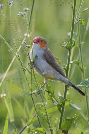 Orange-cheeked Waxbill (Estrilda melpoda) perched on a branch on the Caribbean Island of Martinique