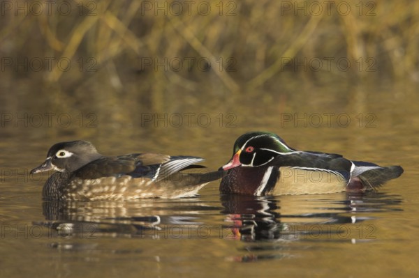 Wood Duck (Aix sponsa), British Columbia, Canada