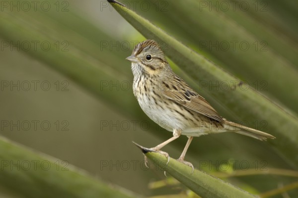 Lincoln's Sparrow (Melospiza lincolnii), Texas, USA