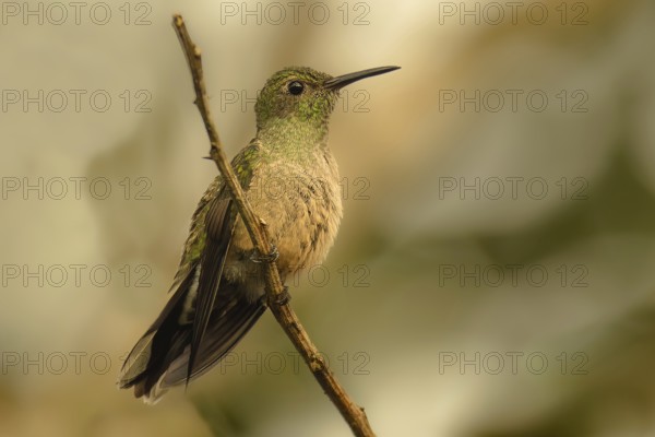 Schuppenbrustkolibri (Phaeochroa cuvierii), scaly-breasted hummingbird