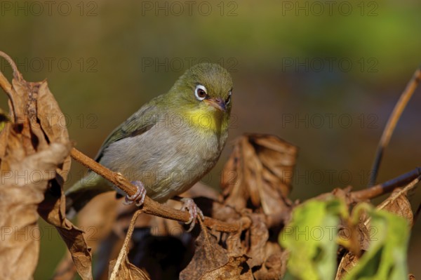 Somali White-eye, (Zosterops abyssinica), Animals, Birds, Middle East, Tawi Atayr, Salalah, Dhofar, Oman