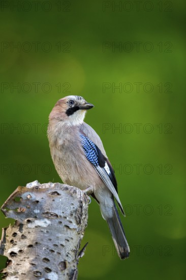 Eurasian Jay (Garrulus glandarius) perched on a stump, Carpathian Mountains, Romania