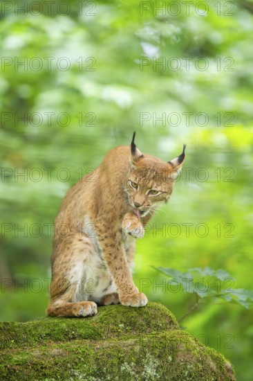Eurasian lynx (Lynx lynx) sitting in a forest, Bavaria, Germany