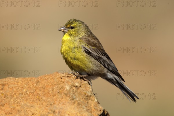 Drakensberg Siskin (Crithagra symonsi) male perched on a rock, Sani Pass, Lesotho